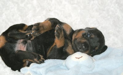 Les chiots de Dobermann