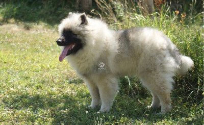 Les chiots de Spitz allemand