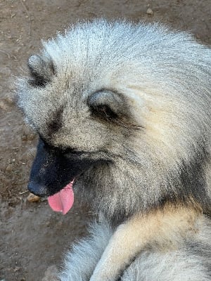 Les chiots de Spitz allemand