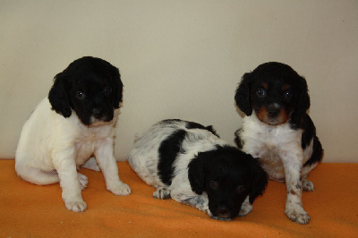 Les chiots de Epagneul Breton