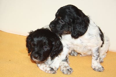 Les chiots de Epagneul Breton