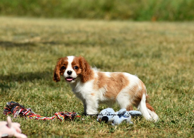 Les chiots de Cavalier King Charles Spaniel