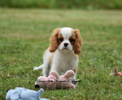 Les chiots de Cavalier King Charles Spaniel