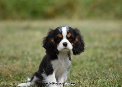 Les chiots de Cavalier King Charles Spaniel