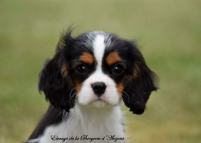 Les chiots de Cavalier King Charles Spaniel