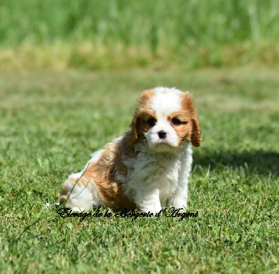 Les chiots de Cavalier King Charles Spaniel