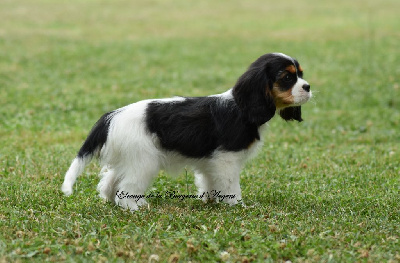 Les chiots de Cavalier King Charles Spaniel