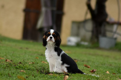 Les chiots de Cavalier King Charles Spaniel