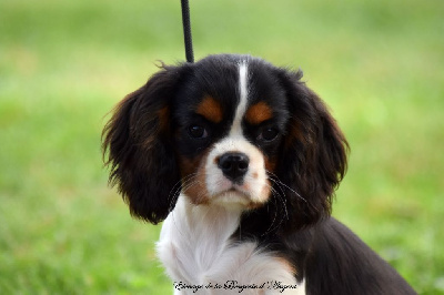 Les chiots de Cavalier King Charles Spaniel