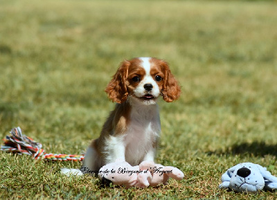 Les chiots de Cavalier King Charles Spaniel