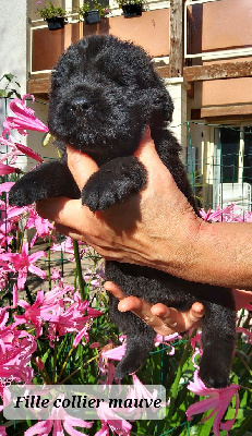 Les chiots de Terre-neuve