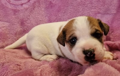 Les chiots de Jack Russell Terrier