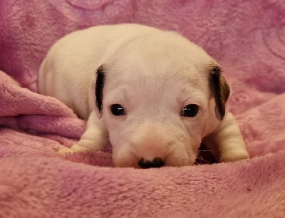 Les chiots de Jack Russell Terrier