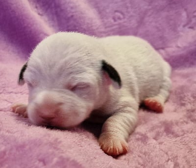 Les chiots de Jack Russell Terrier