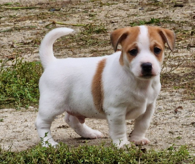 Les chiots de Jack Russell Terrier