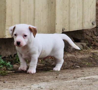 Les chiots de Jack Russell Terrier