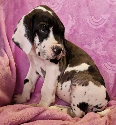 Les chiots de Dogue allemand