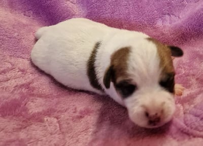 Les chiots de Jack Russell Terrier