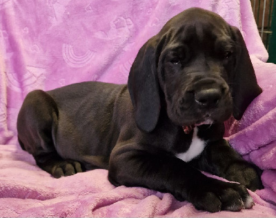 Les chiots de Dogue allemand