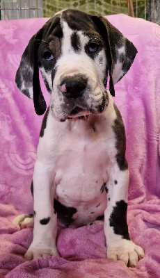 Les chiots de Dogue allemand