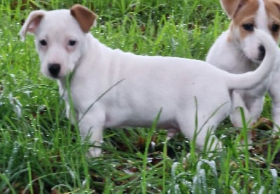 Les chiots de Jack Russell Terrier