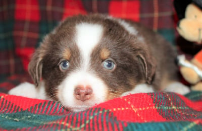 CHIOT marron ( rouge tricolore) - Berger Américain Miniature 