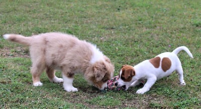 CHIOT merle - Berger Américain Miniature 