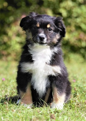 CHIOT noire tricolore - Berger Américain Miniature 