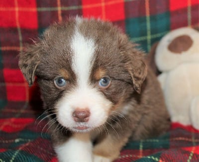 CHIOT marron ( rouge tricolore) - Berger Américain Miniature 