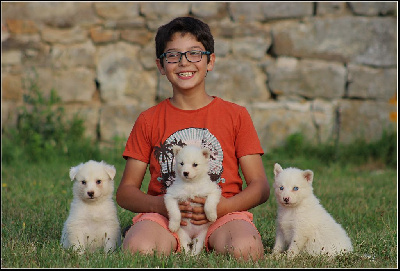 Les chiots de Laika de iakoutie