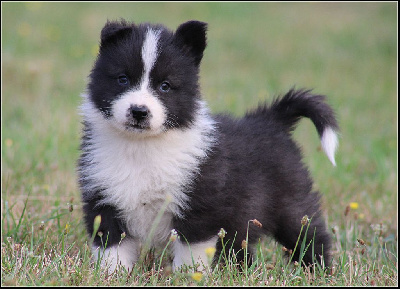 Les chiots de Laika de iakoutie