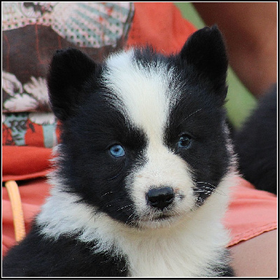 Les chiots de Laika de iakoutie