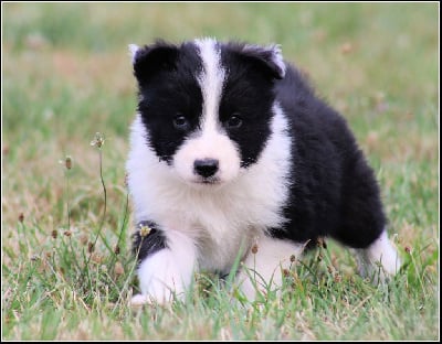 Les chiots de Laika de iakoutie