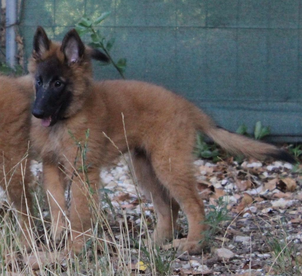 Chiot fauve collier gris - Berger Belge