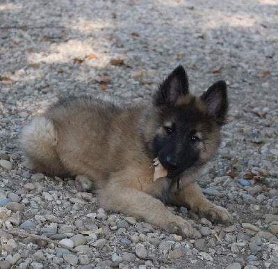 Les chiots de Berger Belge