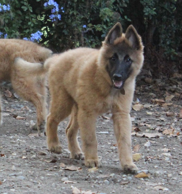 Chiot fauve collier marron - Berger Belge