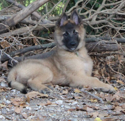 Les chiots de Berger Belge