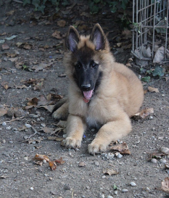 Les chiots de Berger Belge