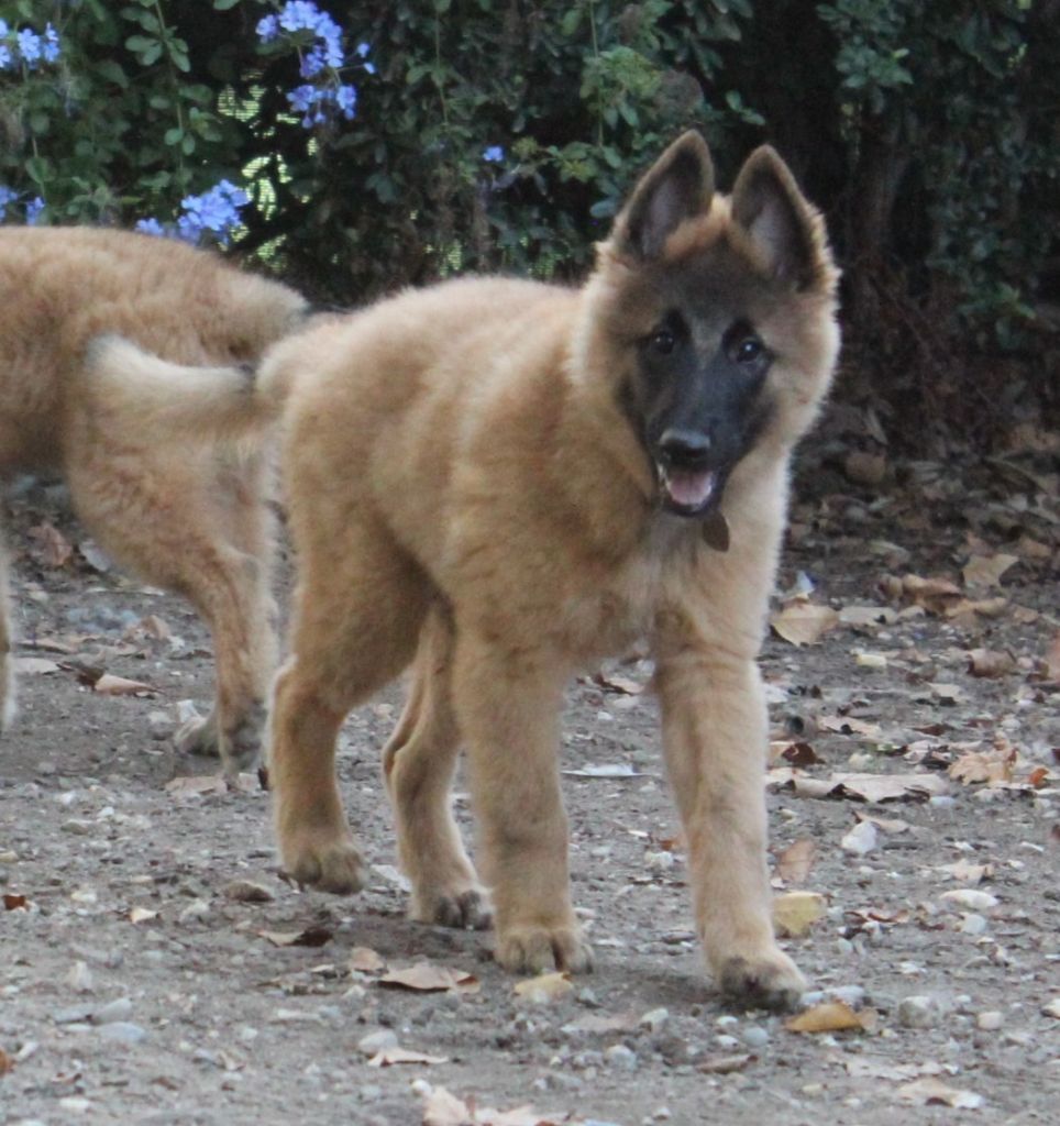 Chiot fauve collier marron - Berger Belge