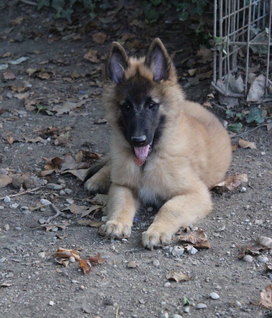 Chiot fauve collier orange - Berger Belge