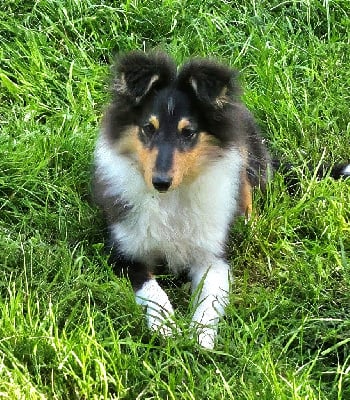 Les chiots de Shetland Sheepdog