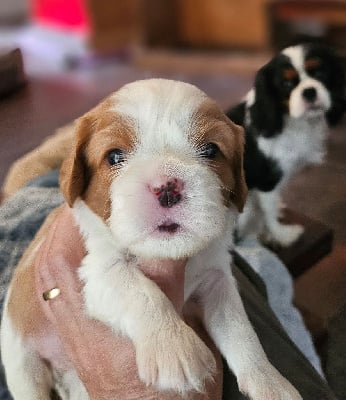 Les chiots de Cavalier King Charles Spaniel