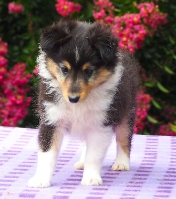 Les chiots de Shetland Sheepdog