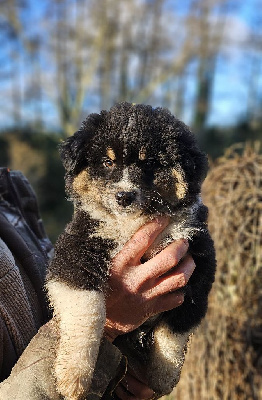 Les chiots de Berger Américain Miniature 