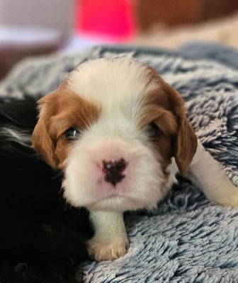 Les chiots de Cavalier King Charles Spaniel