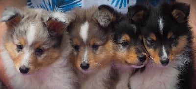 Les chiots de Shetland Sheepdog