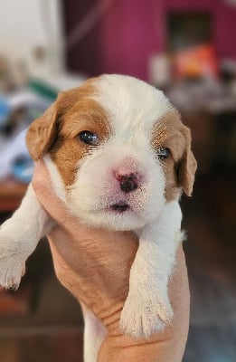 Les chiots de Cavalier King Charles Spaniel