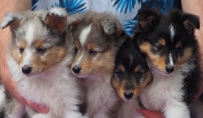 Les chiots de Shetland Sheepdog