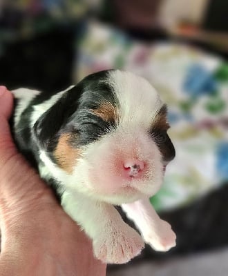 Les chiots de Cavalier King Charles Spaniel