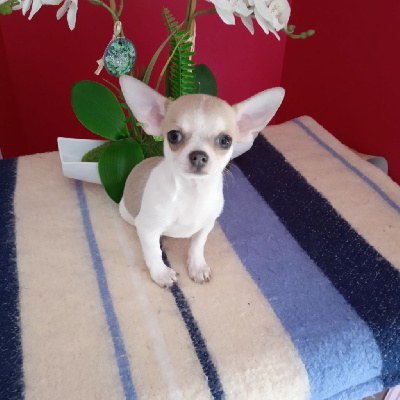 Les chiots de Chihuahua